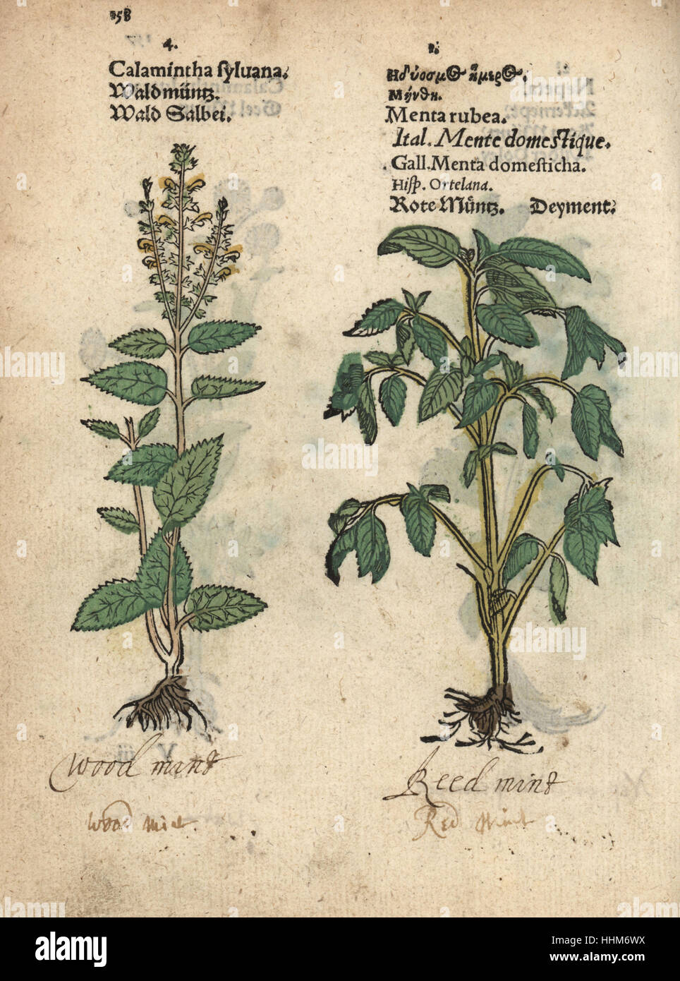 Wood sage, Teucrium scorodonia, and red mint species, Mentha rubra. Handcoloured woodblock engraving of a botanical illustration from Adam Lonicer's Krauterbuch, or Herbal, Frankfurt, 1557. This from a 17th century pirate edition or atlas of illustrations only, with captions in Latin, Greek, French, Italian, German, and in English manuscript. Stock Photo