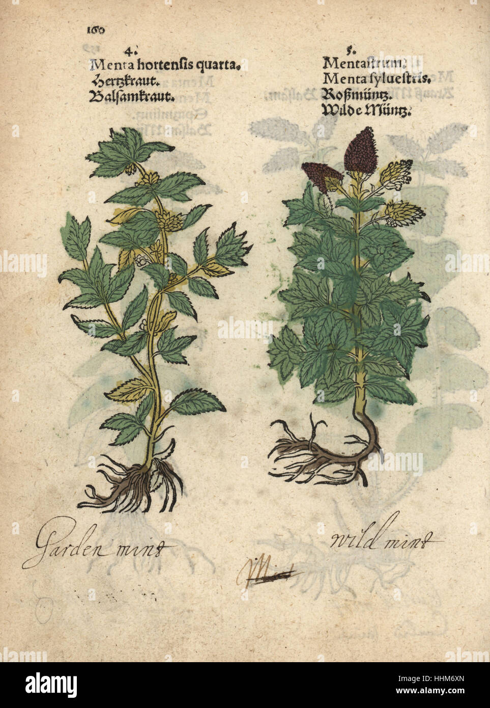 Mint, Mentha x gracilis, and horse mint, Mentha longifolia. Handcoloured woodblock engraving of a botanical illustration from Adam Lonicer's Krauterbuch, or Herbal, Frankfurt, 1557. This from a 17th century pirate edition or atlas of illustrations only, with captions in Latin, Greek, French, Italian, German, and in English manuscript. Stock Photo