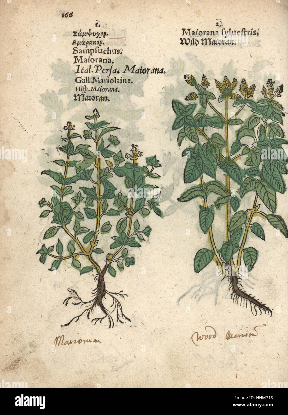 Marjoram, Origanum majorana, and wild marjoram or oregano, Origanum vulgare. Handcoloured woodblock engraving of a botanical illustration from Adam Lonicer's Krauterbuch, or Herbal, Frankfurt, 1557. This from a 17th century pirate edition or atlas of illustrations only, with captions in Latin, Greek, French, Italian, German, and in English manuscript. Stock Photo