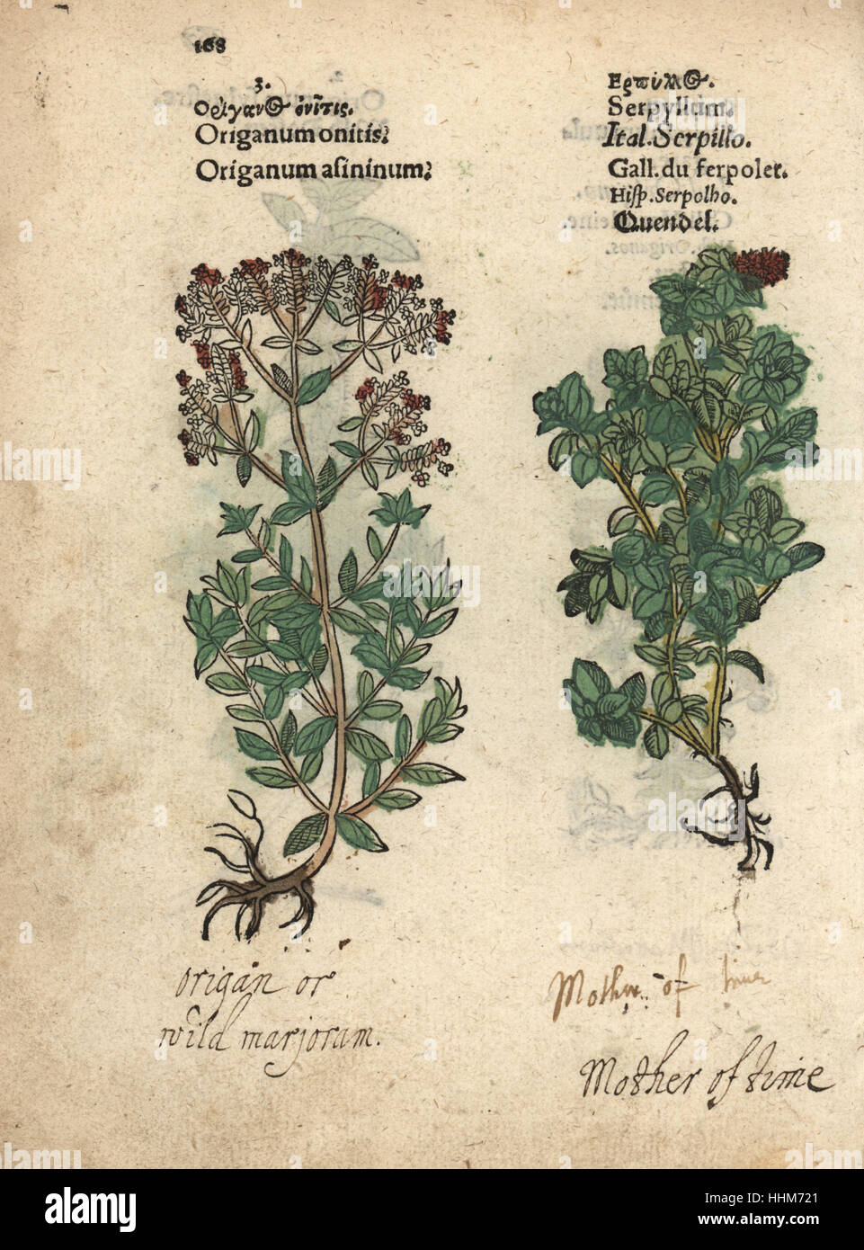 Cretan oregano, Origanum onites, and wild thyme, Thymus serpyllum. Handcoloured woodblock engraving of a botanical illustration from Adam Lonicer's Krauterbuch, or Herbal, Frankfurt, 1557. This from a 17th century pirate edition or atlas of illustrations only, with captions in Latin, Greek, French, Italian, German, and in English manuscript. Stock Photo