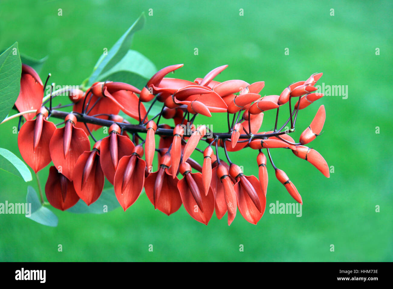 erythrina crista-galli Stock Photo