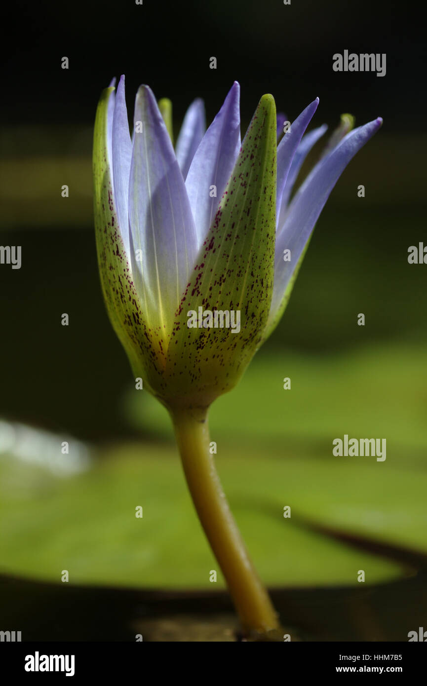 Nymphaea caerulea savigny hi-res stock photography and images - Alamy