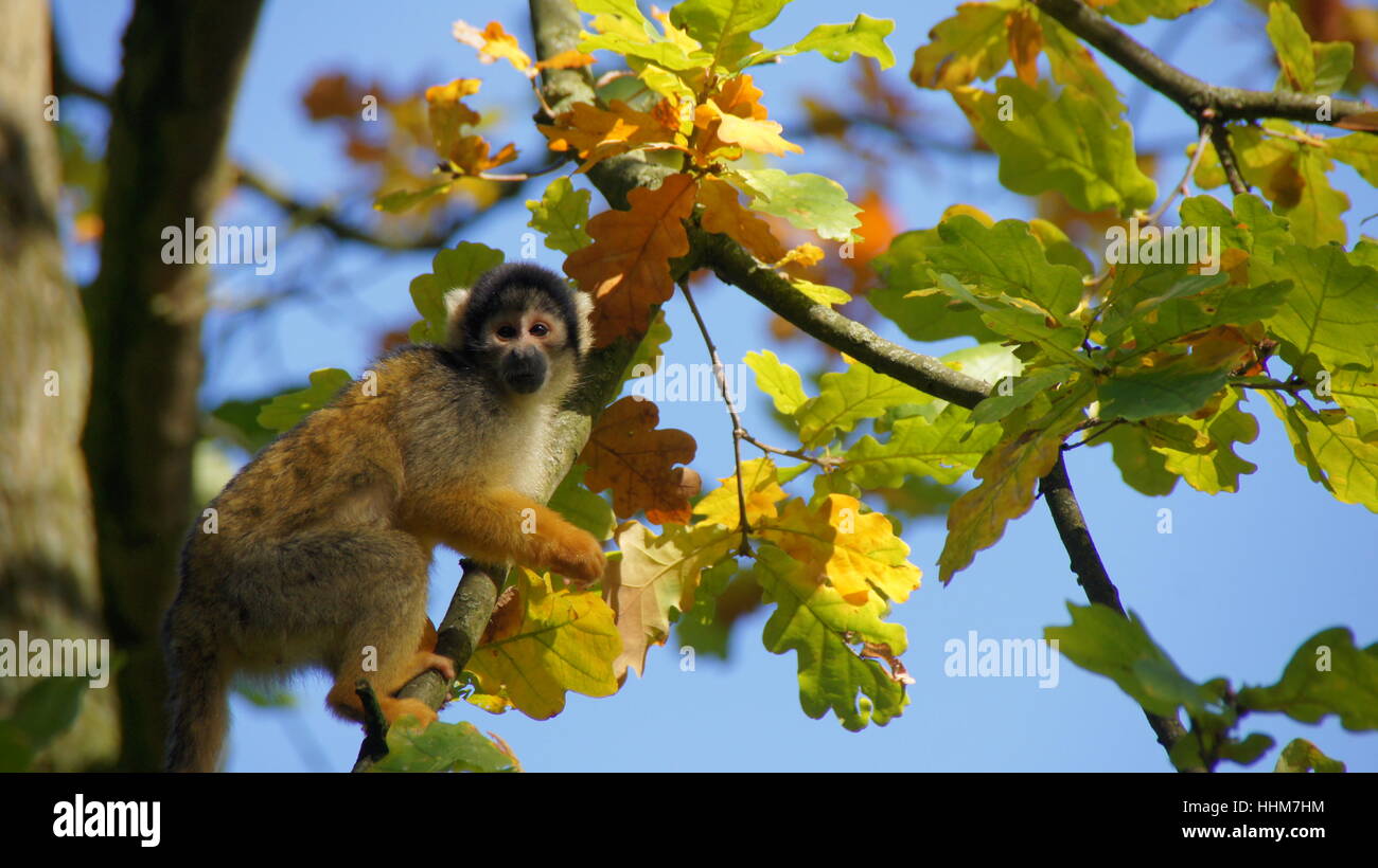 animal,fauna,creature,nature,animal,fauna,creature,nature,meerkatze,meerkatze Stock Photo