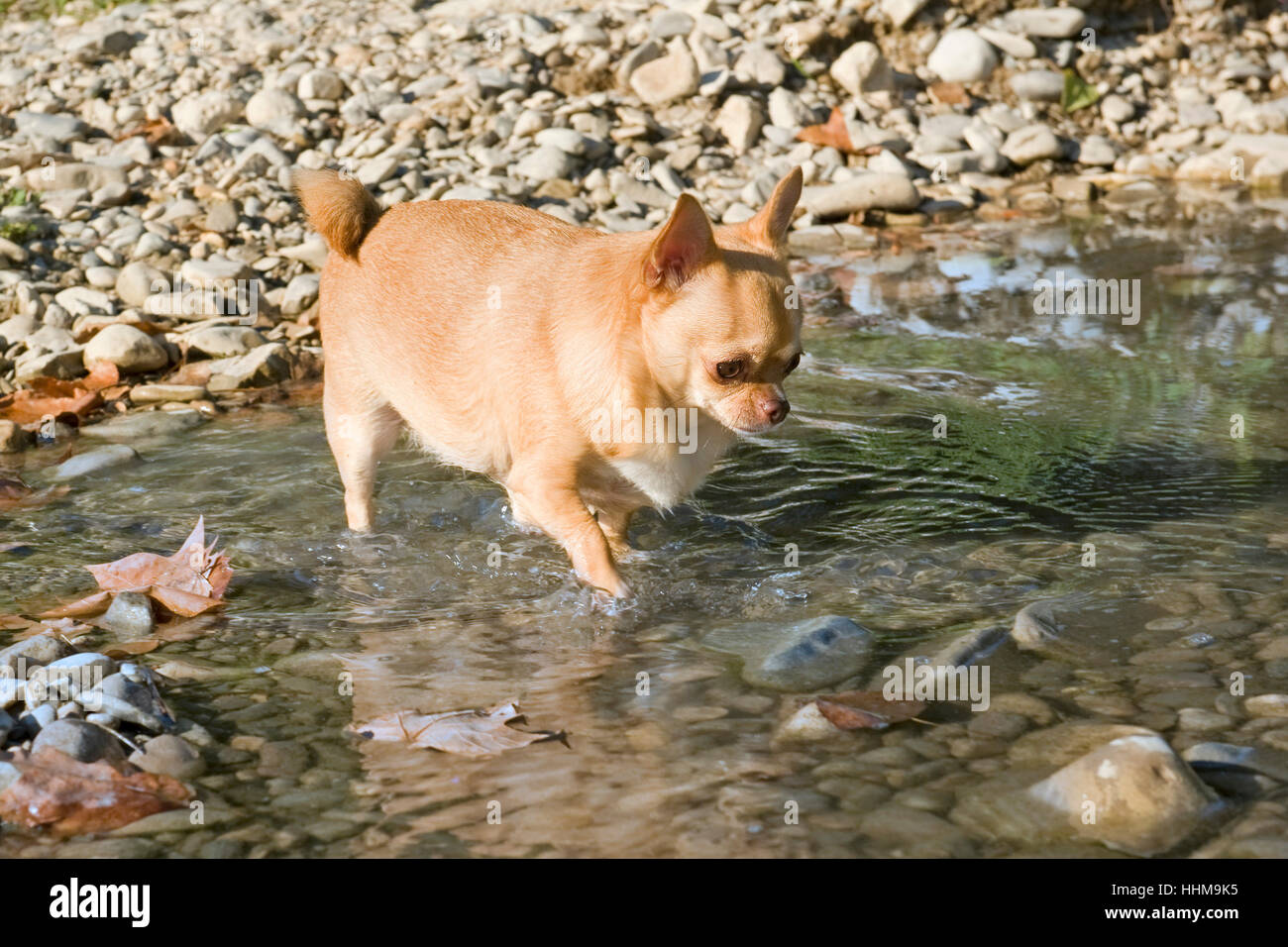 dog, thick, wide, fat, obesity, river, water, walk, go, going, walking, Stock Photo