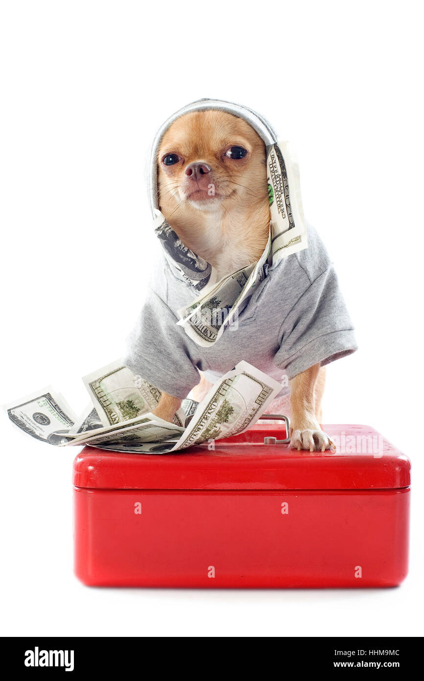 dollar, dollars, animal, pet, dog, bank, lending institution, beautiful, Stock Photo