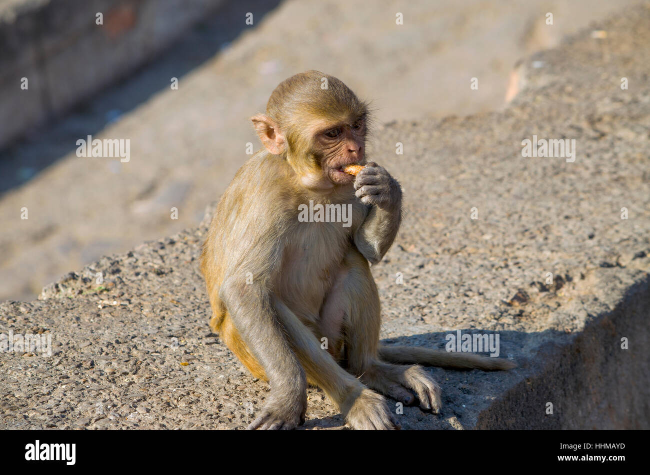 The wild animal a monkey a macaque in India, animal, fauna, india ...