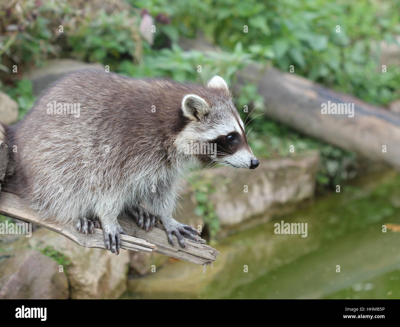 trunk, rock, wash, washing, young animal, raccoon, coon, washable, bank, water Stock Photo - Alamy trunk, rock, wash, washing, young animal, raccoon, coon, washable, bank, water Stock Photo - Alamy