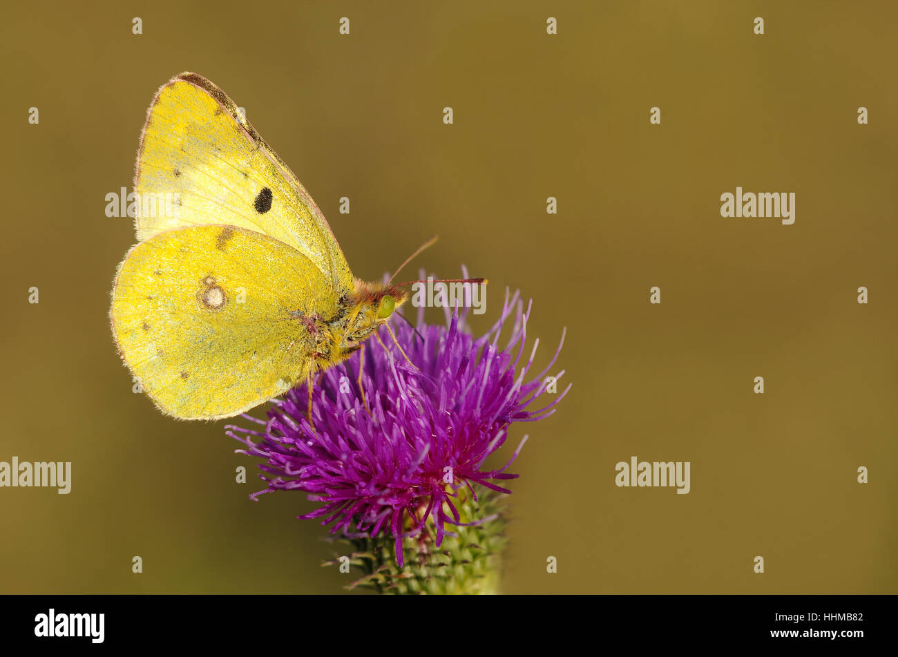 insect, butterfly, moth, thistle, albino, stage-coachman, insect ...
