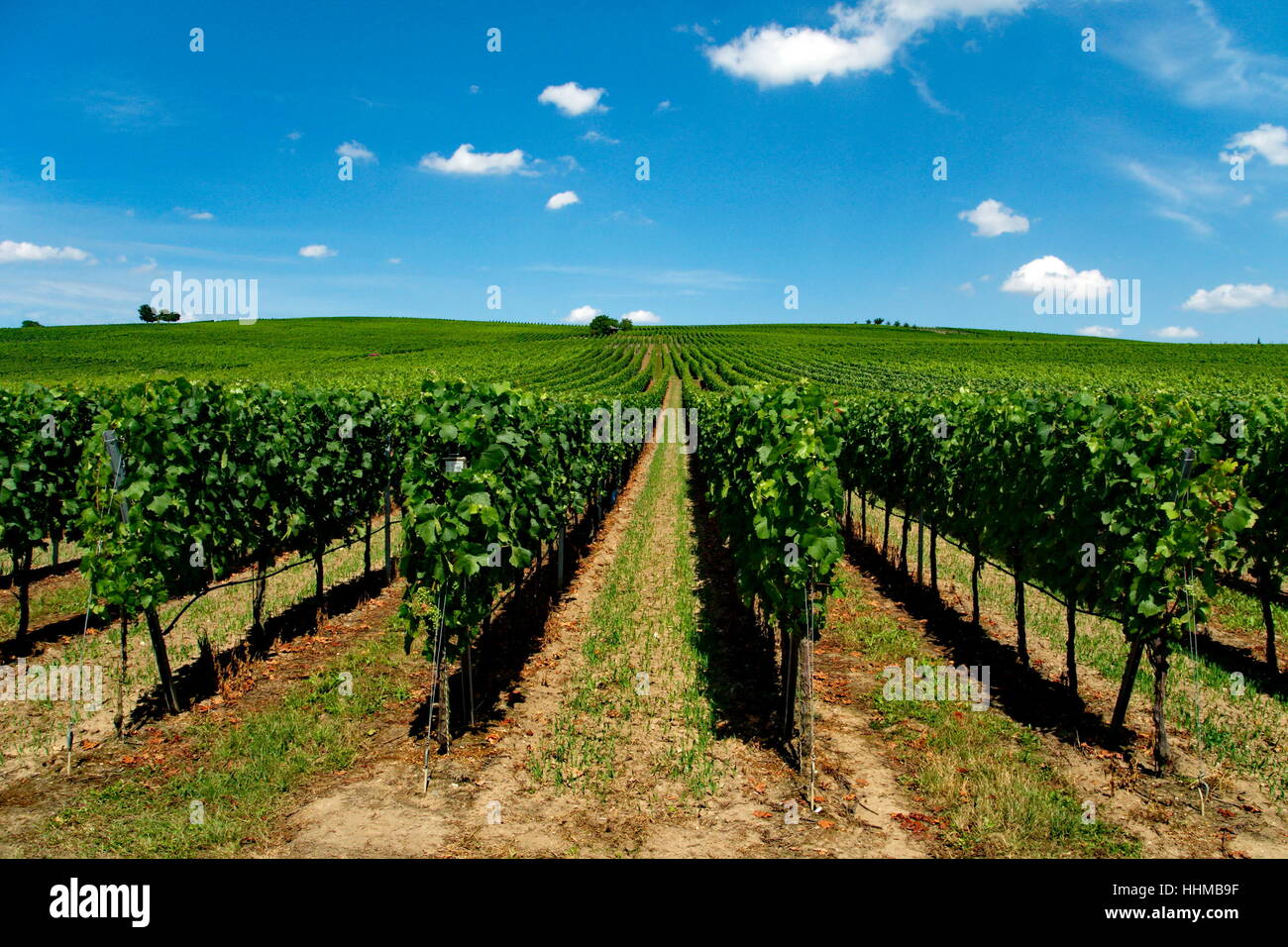 agriculture, farming, cultivation of wine, vineyard, vine, grape vine, Stock Photo