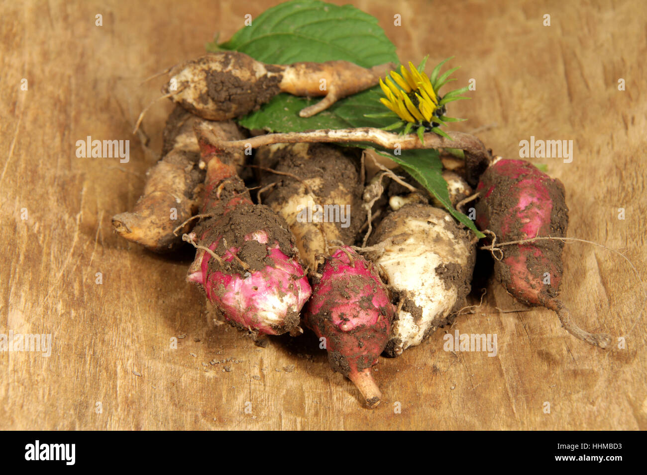 flower, sunflower, plant, root, potatoes, potato, tuber, topinambur