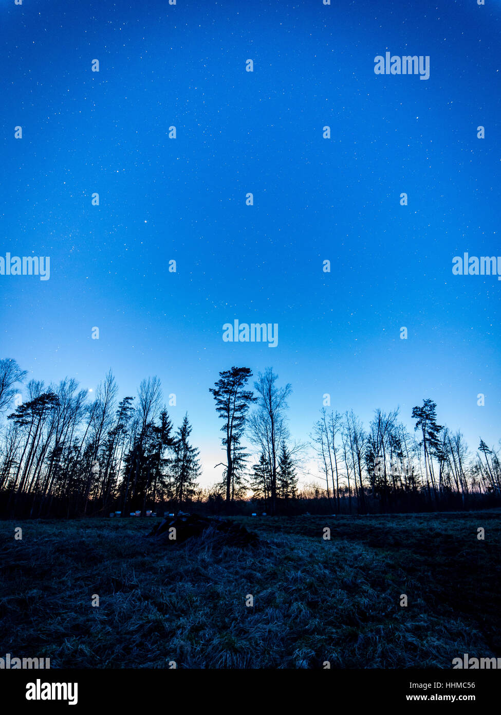 night sky with stars in forest with trees and shadows Stock Photo - Alamy