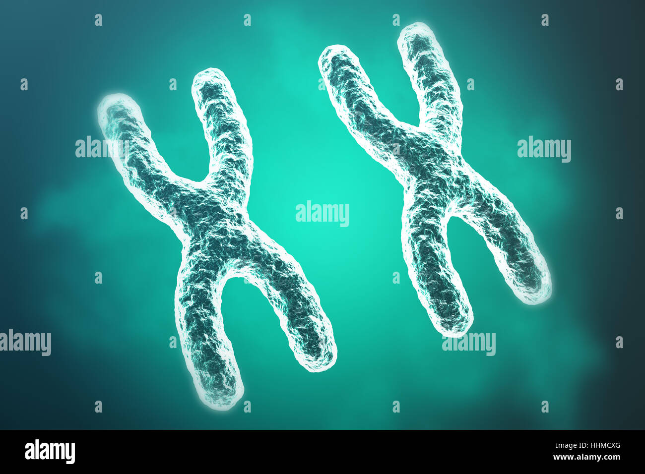 Human chromosomes hi-res stock photography and images - Alamy