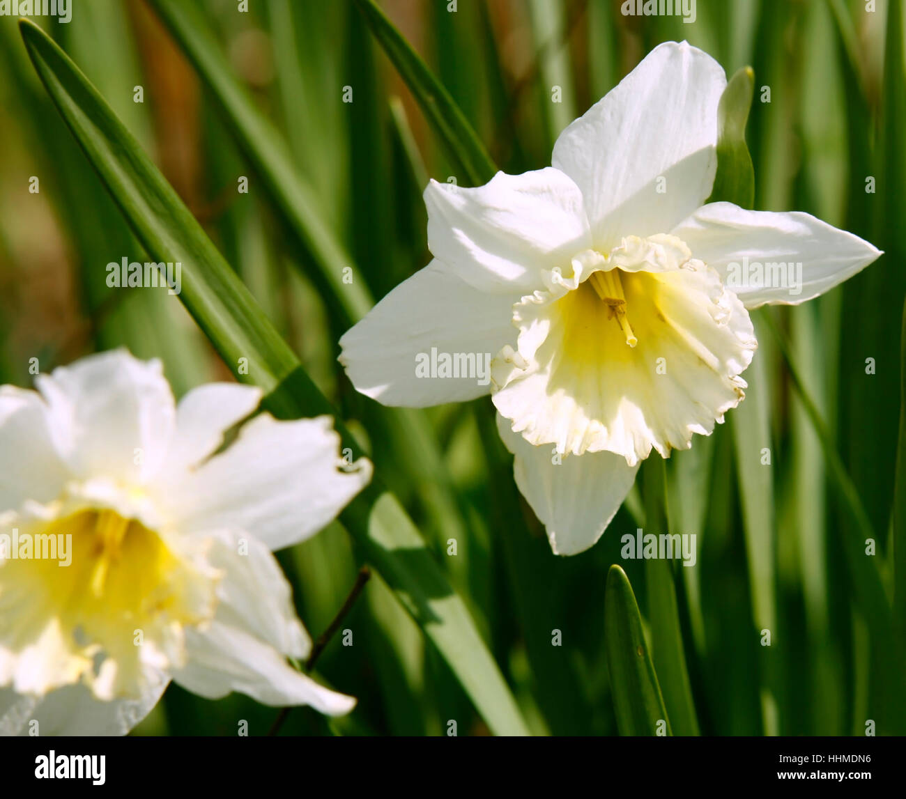 bloom, blossom, flourish, flourishing, lily, blank, european, caucasian, Stock Photo