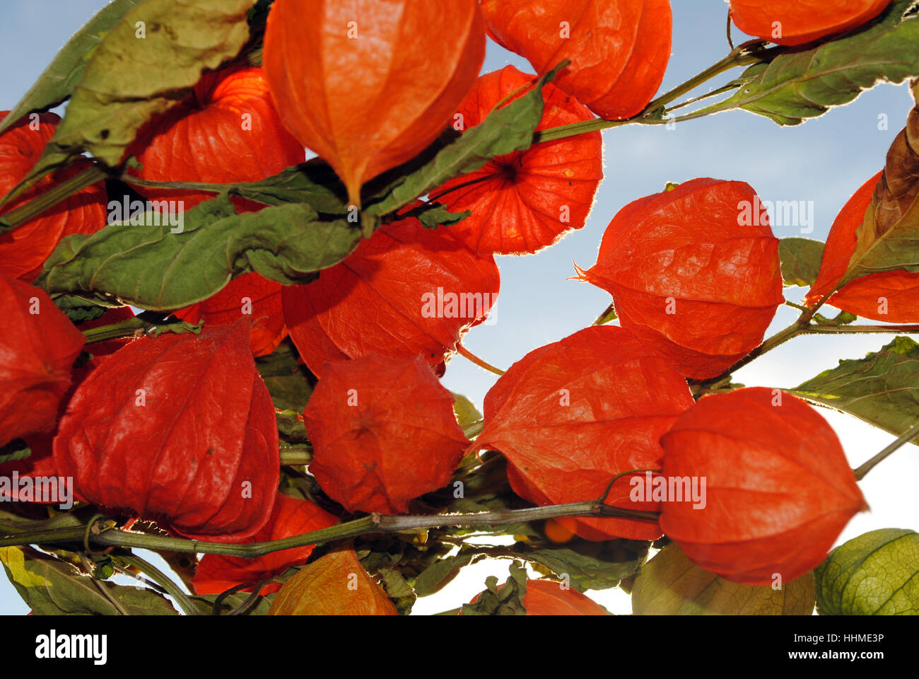 orange, autumnal, chinese lantern, fall, autumn, deco, decoration, dry, dried Stock Photo