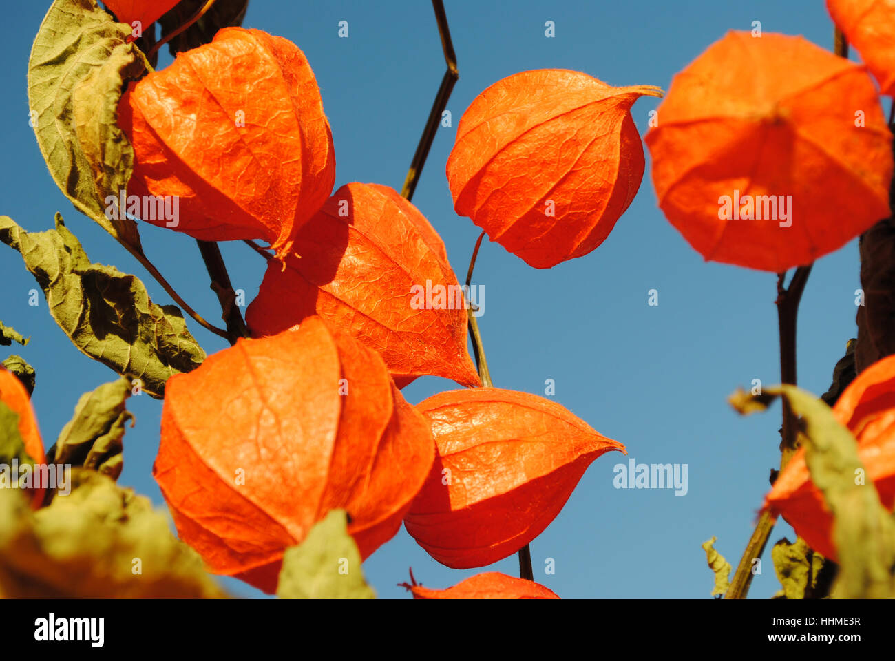 autumnal, chinese lantern, orange, fall, autumn, blue, green, azure, dry, dried Stock Photo