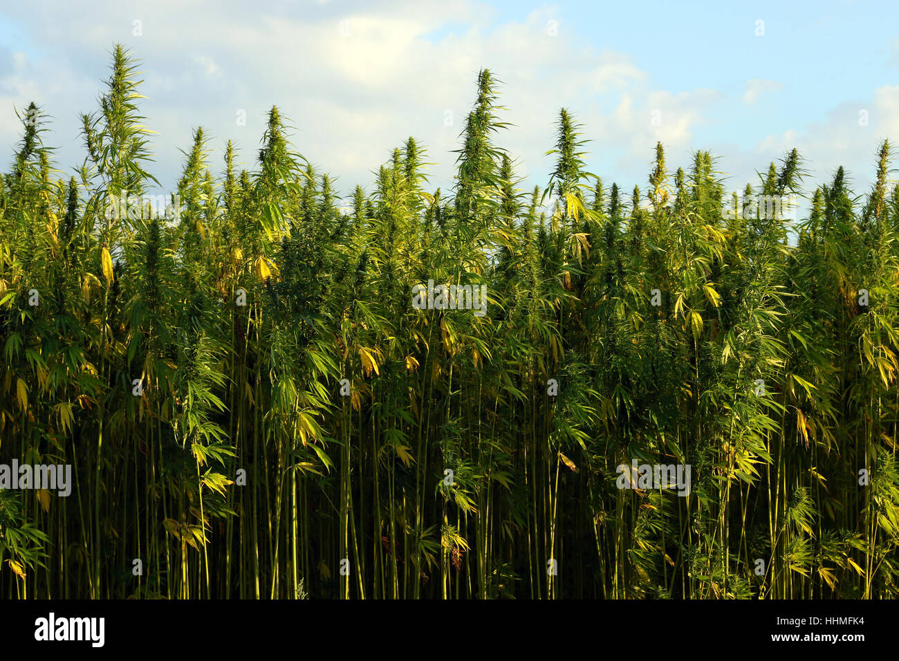 Field of green medial cannabis against the sky. Stock Photo