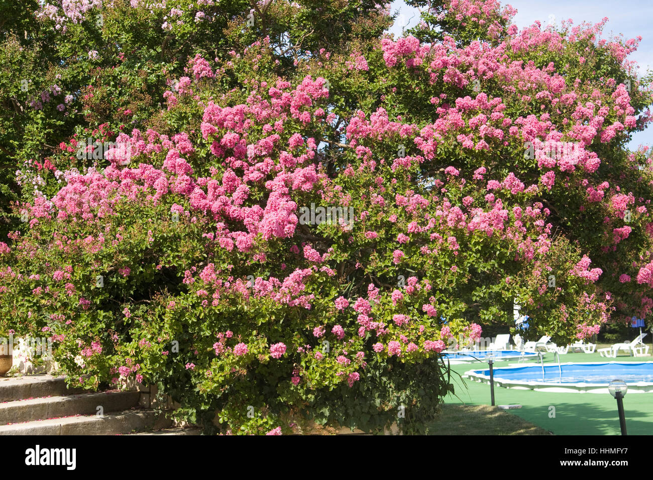 Japanese lilac, latin name Syringa Japonica, of purple colour, recorded