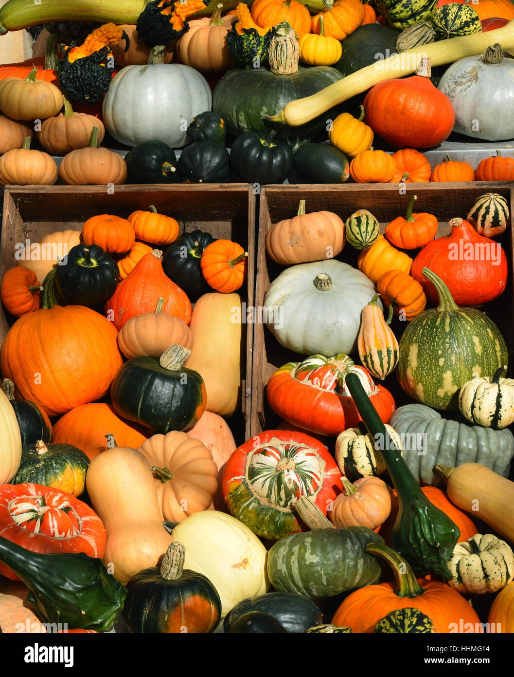selection of various types of gourds, squashes and pumpkins in wooden