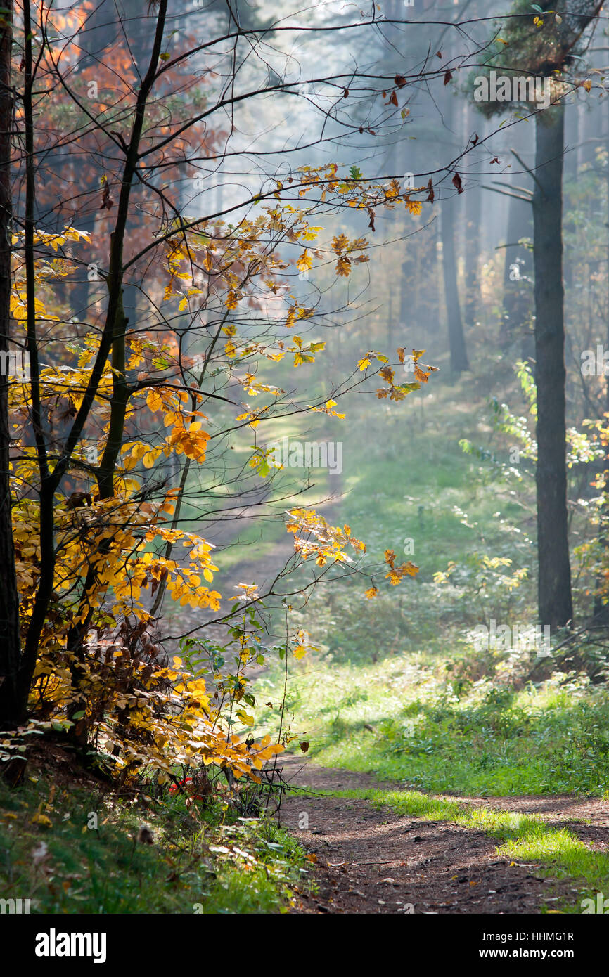 leaf, tree, leaves, brandenburg, forest, foliage, fall, autumn, shine, shines, Stock Photo