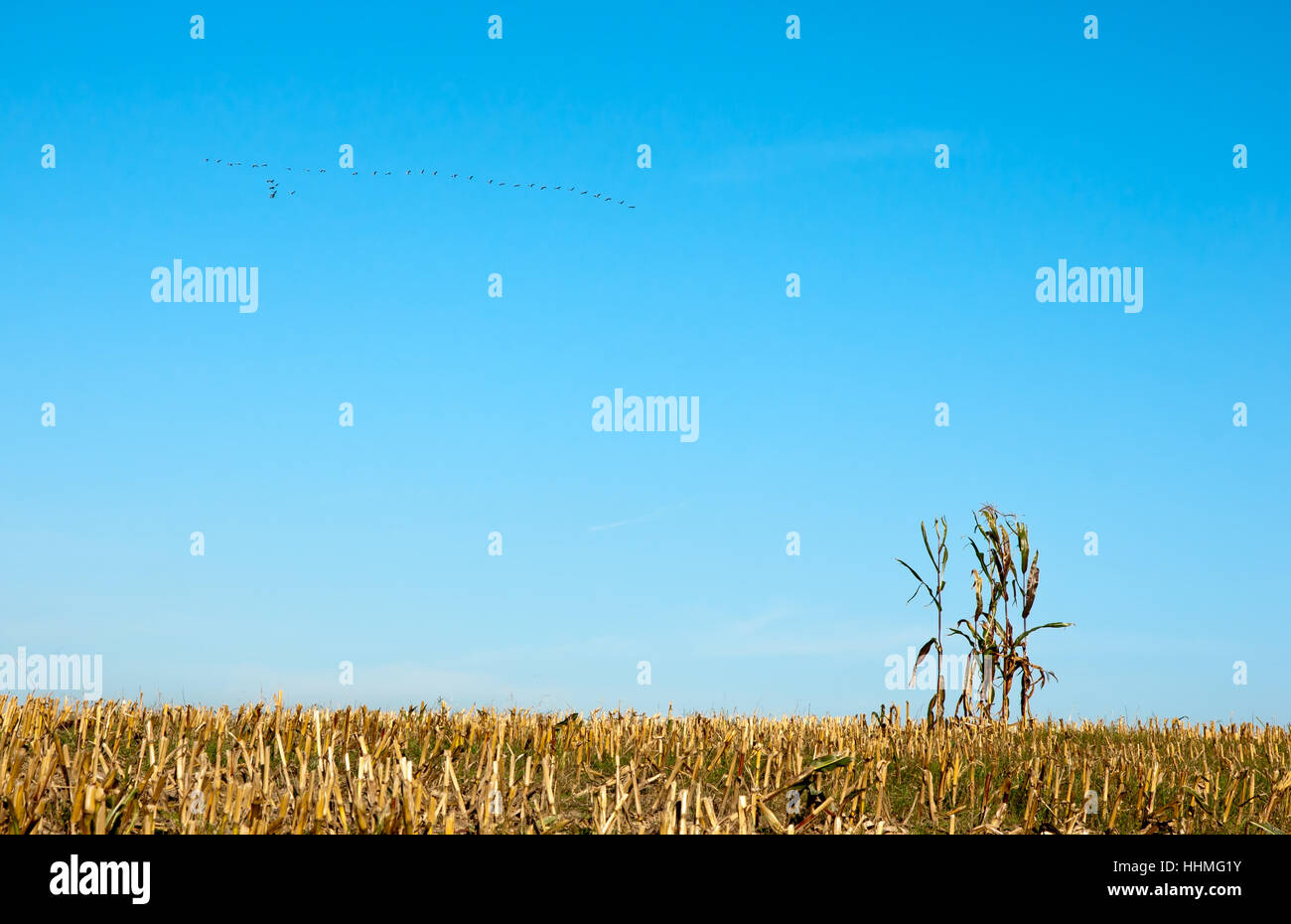 field, harvested, harvest time, cornfield, spare, harvest, fall, autumn, field, Stock Photo