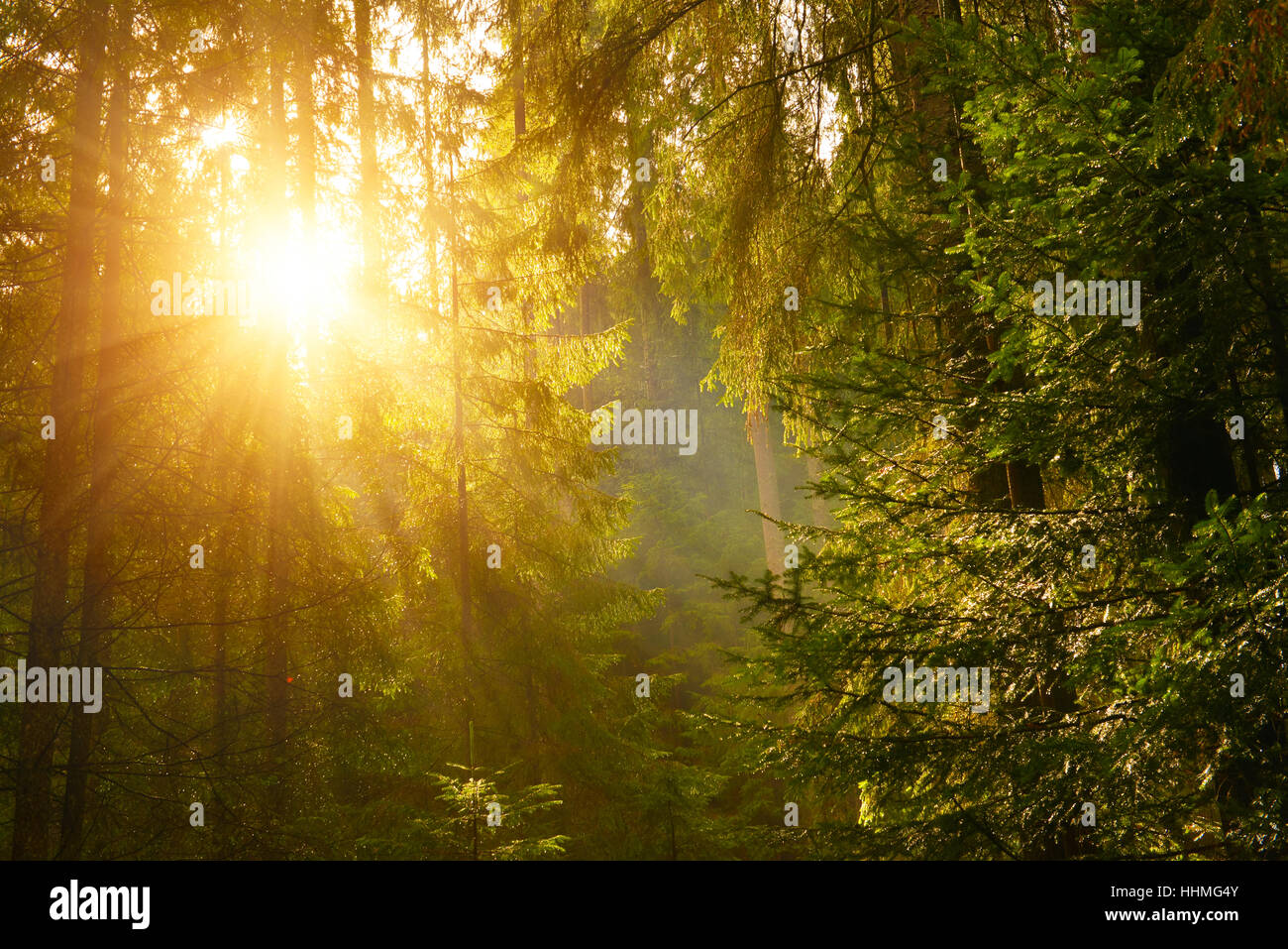 Evergreen forest on a foggy day Stock Photo Alamy