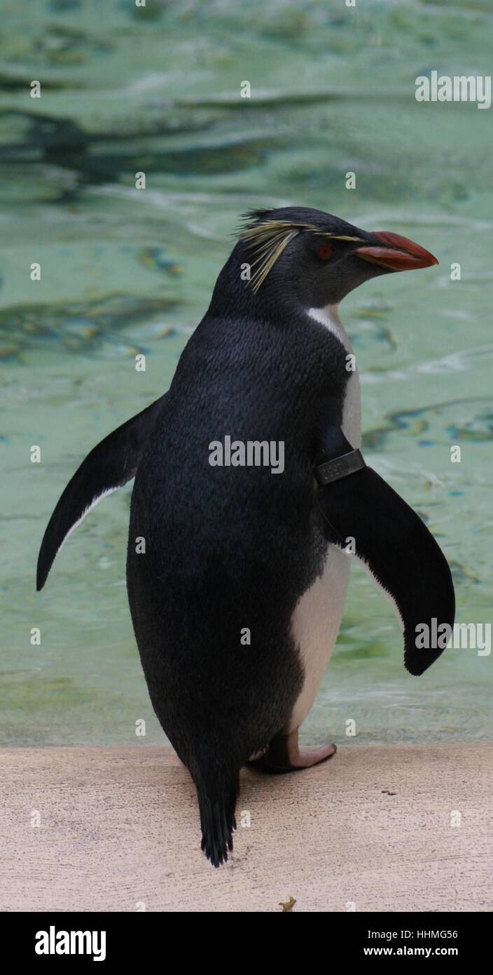 Close-up image of a Northern Rockhopper Penguin - Eudyptes moseleyi Stock Photo