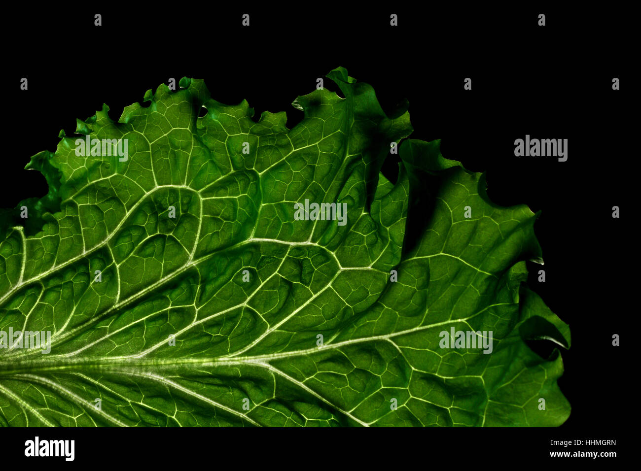 Green Leaf Lettuce Stock Photo Alamy
