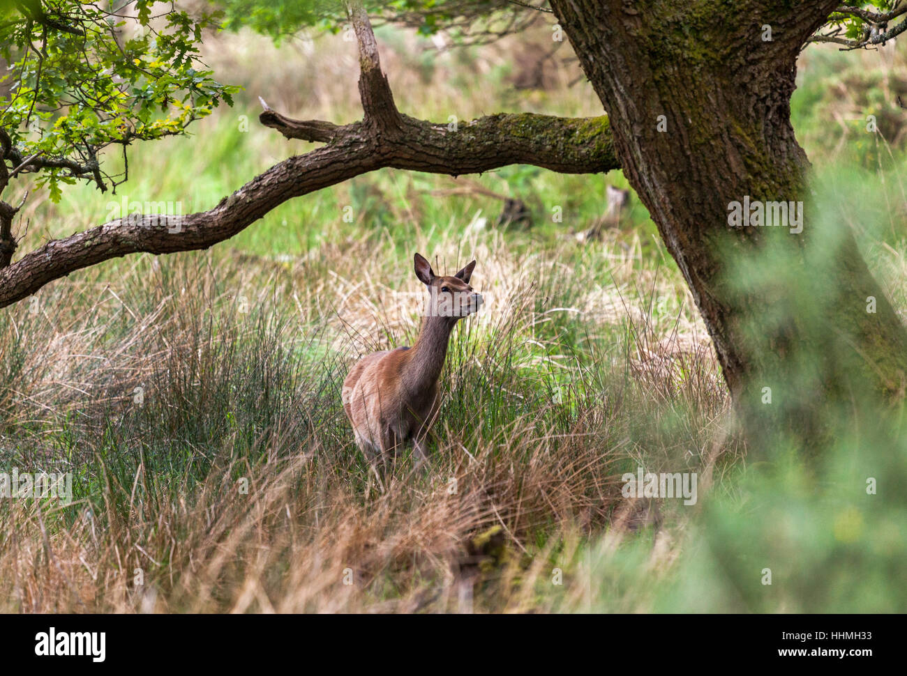 Arne rspb reserve hi-res stock photography and images - Alamy