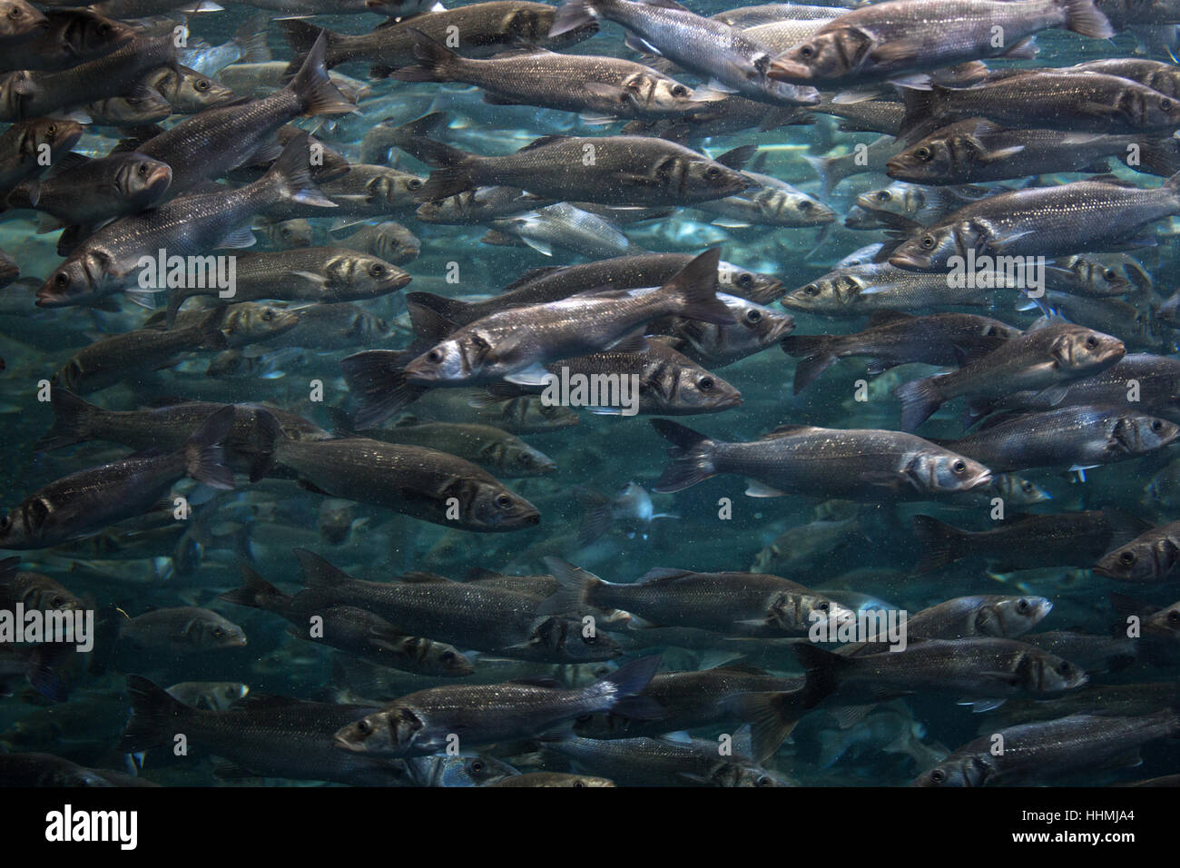 school of fish swimming in a circle Stock Photo Alamy