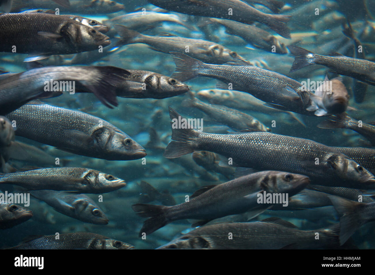 school of fish swimming in a circle Stock Photo