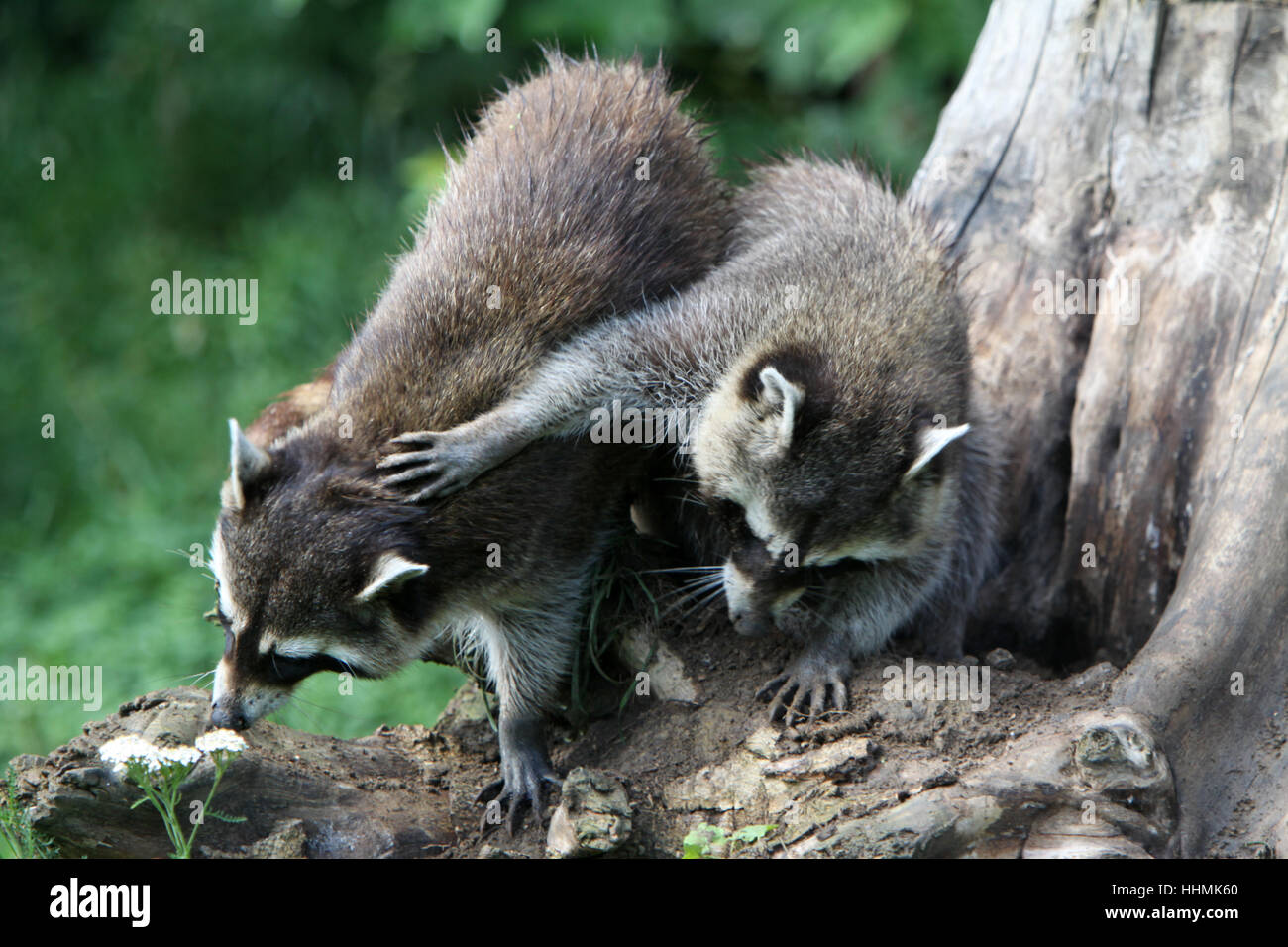 Fighting Rane Raccoon Fight