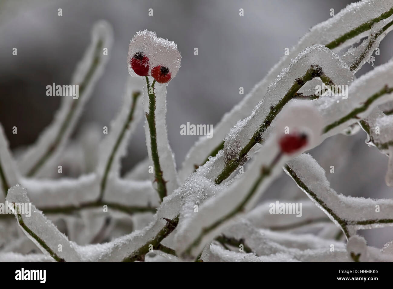 Leaves and branches of trees in winter covered with ice Stock Photo - Alamy