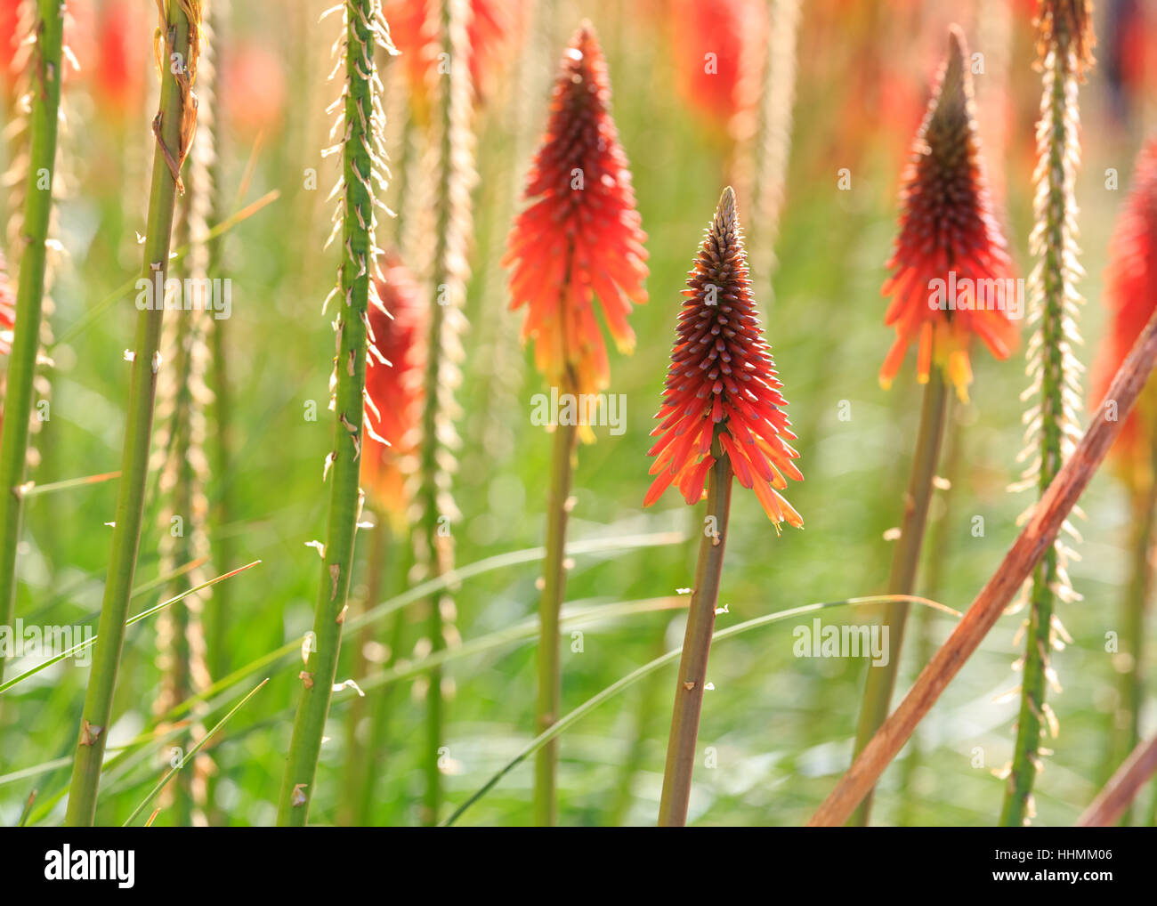 Deep Color Flower closeup, flower, flowers, plant, colorful, colors, colours, backdrop ...