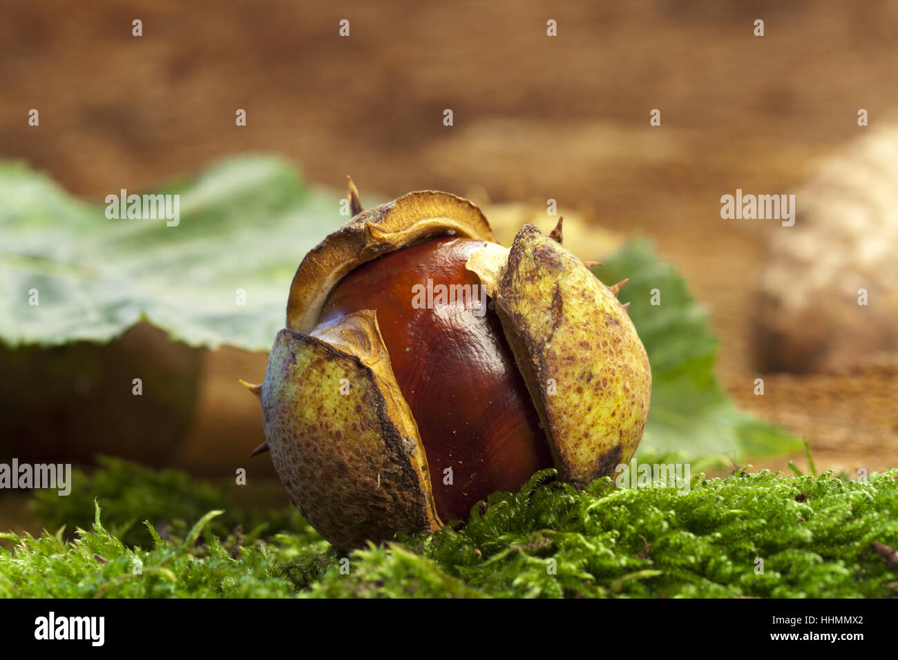 October Chestnut autumnal, autumn foliage, october, acorn, season, leaves, foliage ...
