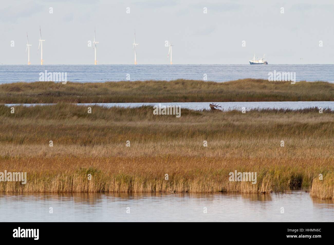 water, baltic sea, salt water, sea, ocean, horns, capital, hunting