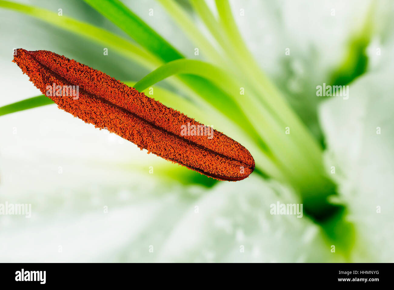flower, plant, lily, nectar, augment, stamen, brown, brownish, brunette, lily, Stock Photo