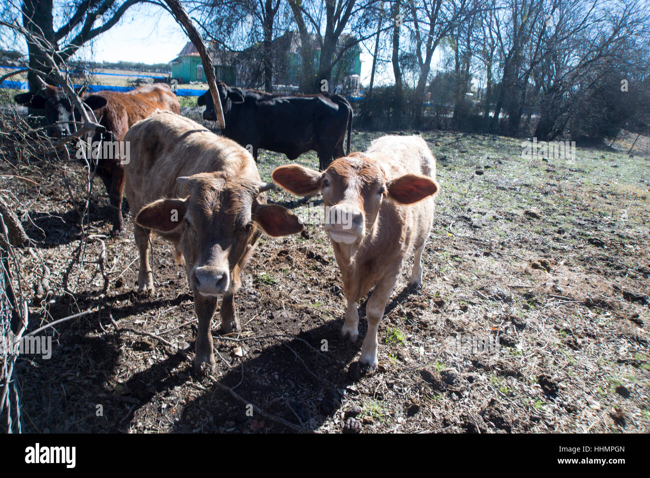 Curious cows! Stock Photo