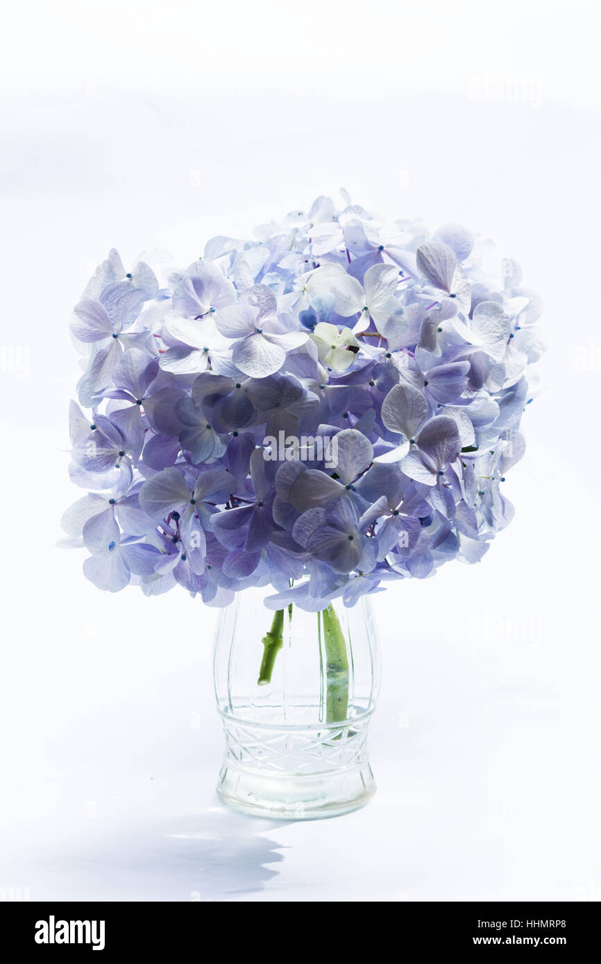 Blue hydrangeas on white background Stock Photo