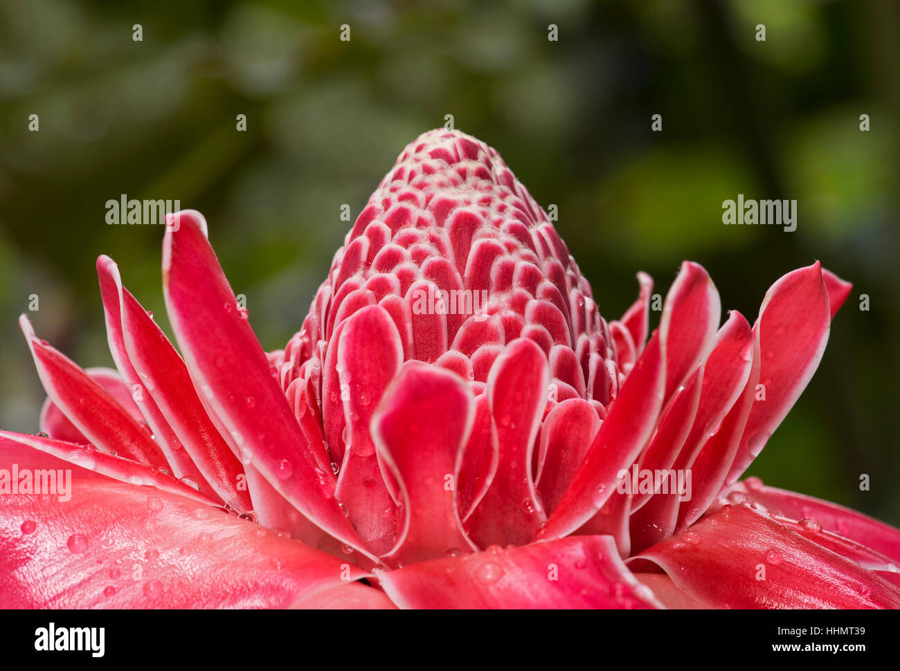 Amazon jungle flower hires stock photography and images Alamy