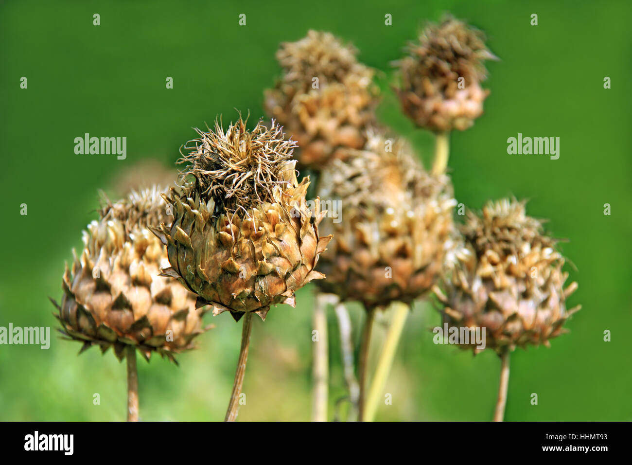 artichoke, medicinal plant, fall, autumn, die, brown, brownish, brunette, Stock Photo