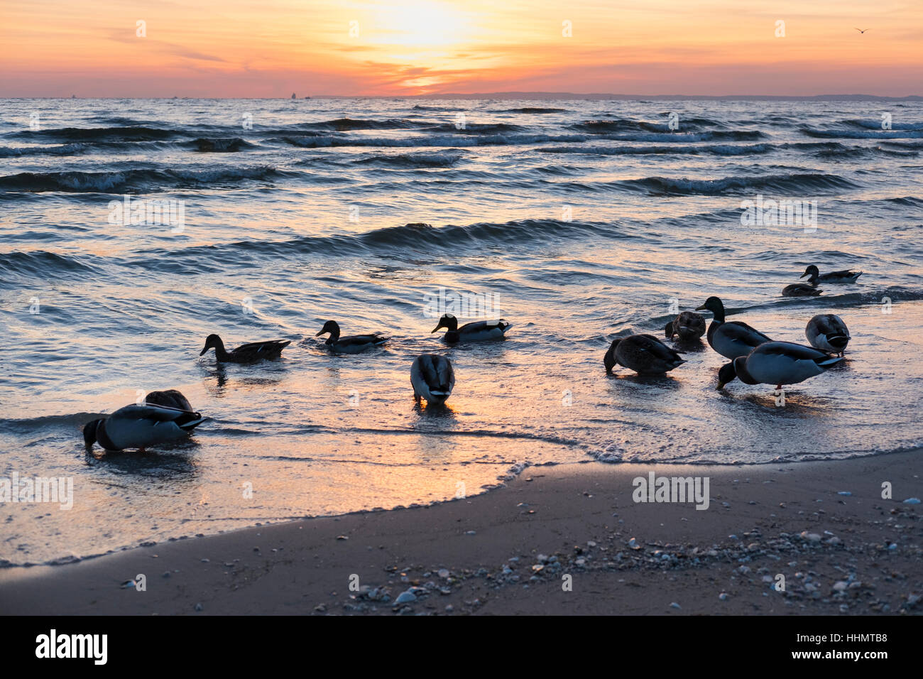 Mallards on beach, sunrise, Seebad Bansin, seaside resort, Usedom, Baltic Sea Coast, Mecklenburg-Western Pomerania, Germany Stock Photo