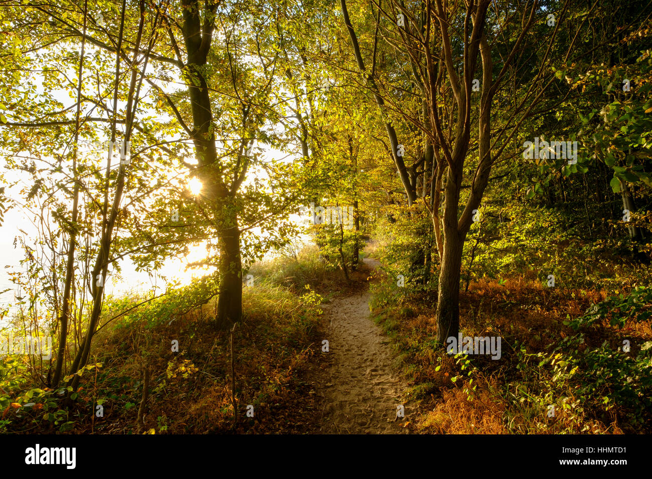 Forest coastal trail, Langer Berg, Bansin, Usedom, Mecklenburg-Western Pomerania, Germany Stock Photo