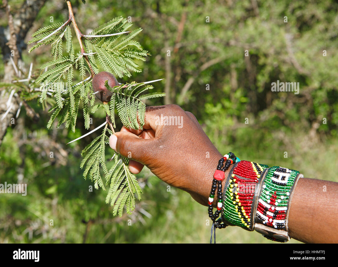 Maasai hand holding whistling thorn (Acacia drepanolobium), Mara Triangle, Maasai Mara National Reserve, Narok County, Kenya Stock Photo