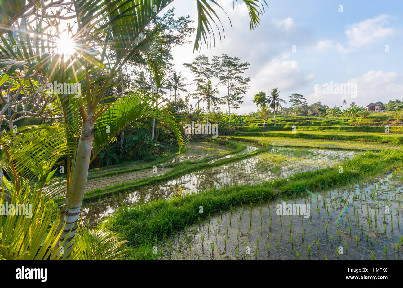 Rice terraces of Jatiluwih, Bali, Indonesia Stock Photo