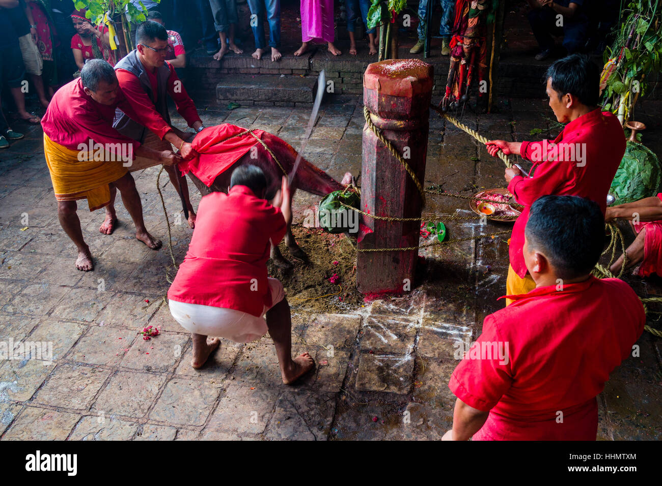 Priest with big sword sacrificing water buffalo, Hindu festival Dashain, Gorakhnath temple, Gorkha, Gorkha District, Nepal Stock Photo