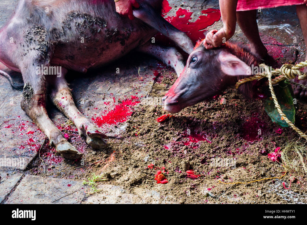 Dead water buffalo, sacrifice, Hindu festival Dashain, Gorakhnath temple, Gorkha, Gorkha District, Nepal Stock Photo