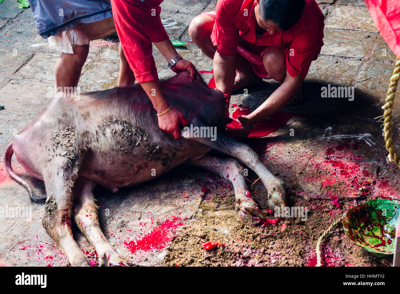 Priests taking blood from dead water buffalo, sacrifice, Hindu festival Dashain, Gorakhnath temple, Gorkha, Gorkha District Stock Photo