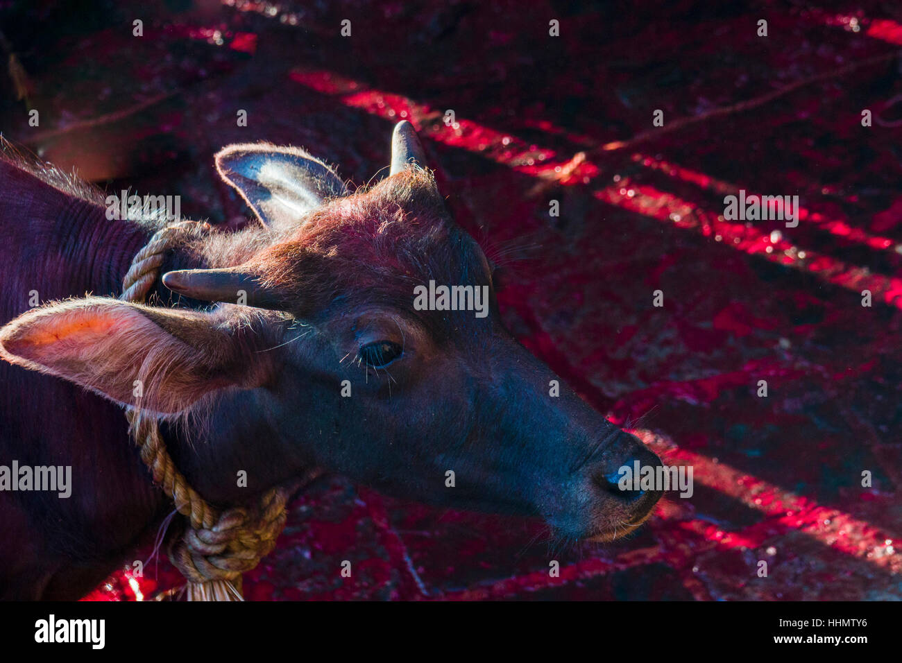 Water buffalo tied up to be sacrificed, blood on ground, Hindu festival Dashain, Gorakhnath temple, Gorkha, Gorkha District Stock Photo