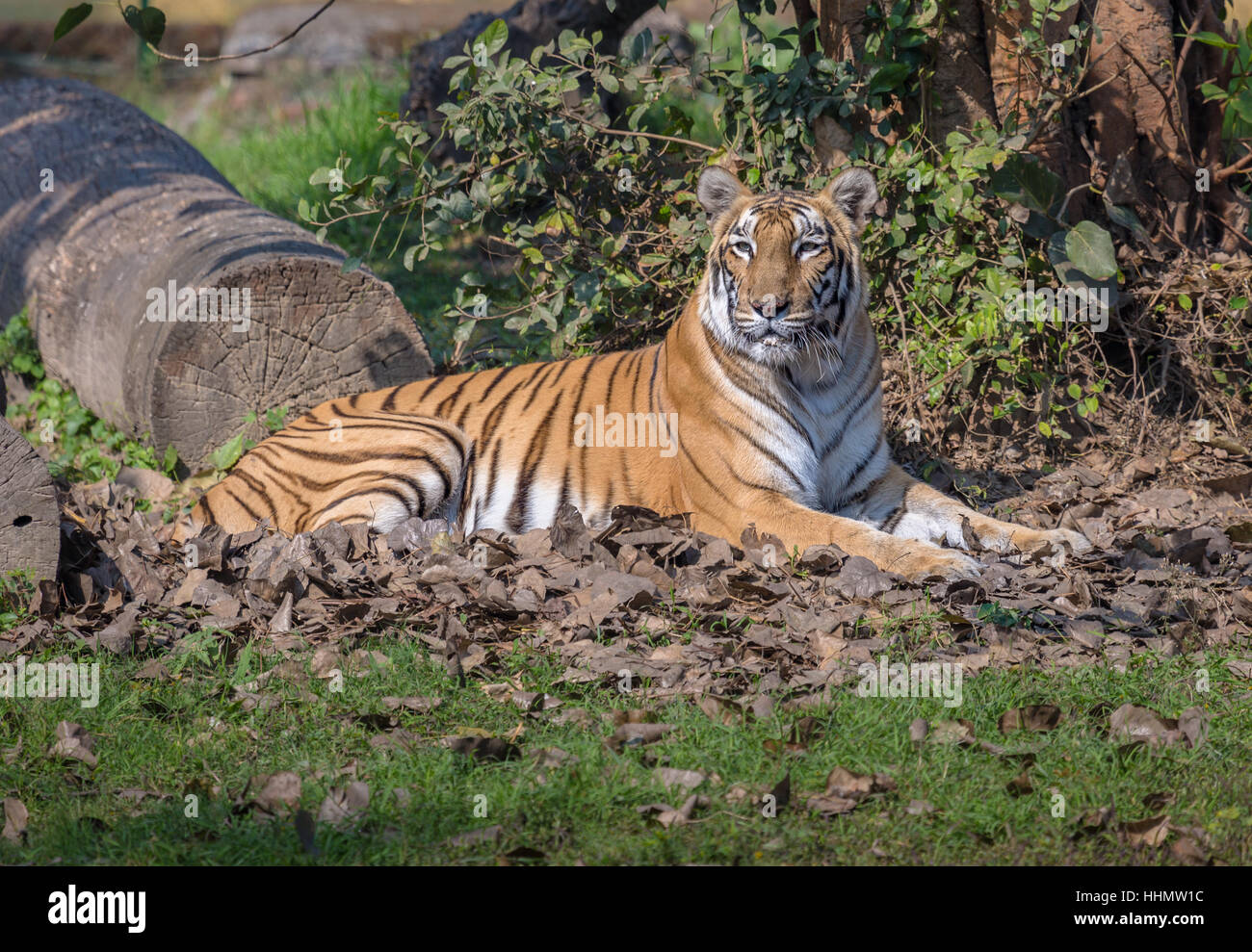 Bengal tiger resting in a natural habitat environment at an animal