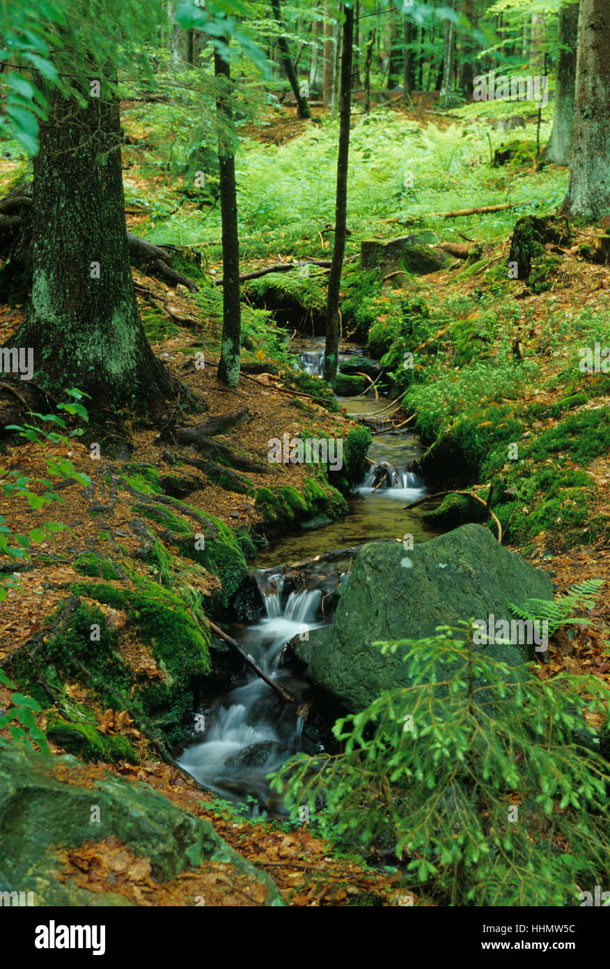 Forest creek at national park Bayrischer Wald, Bavaria, Germany Stock Photo